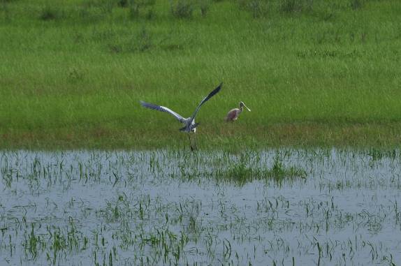 Uma infinidade de espécies de aves vive na região dos llanos, na Venezuela